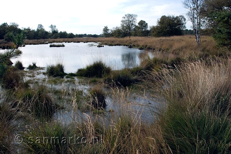 Eén van de vennen in Kampina in Noord-Brabant