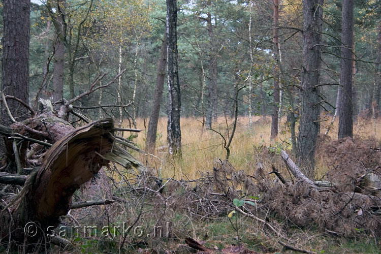 Wandelen in de bossen van Kampina in Noord-Brabant