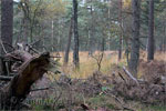 Wandelen in de bossen van Kampina in Noord-Brabant