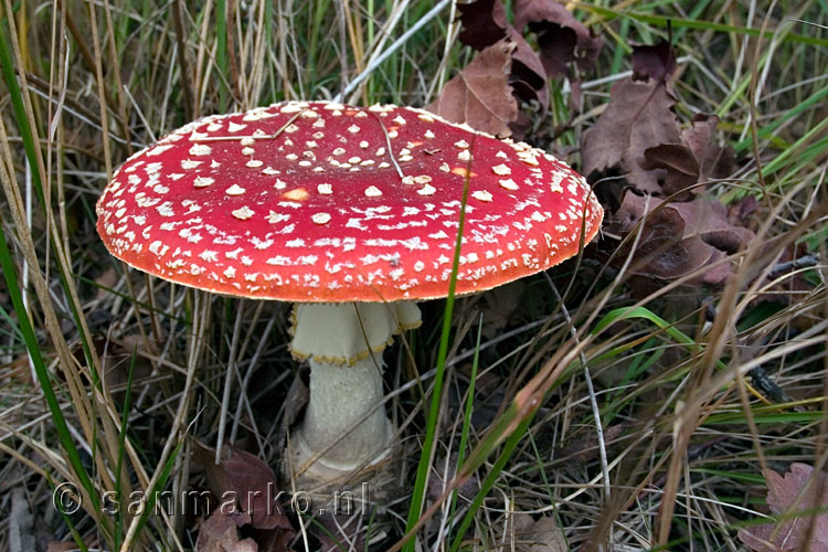 Een paddenstoel (vliegenzwam) in Kampina