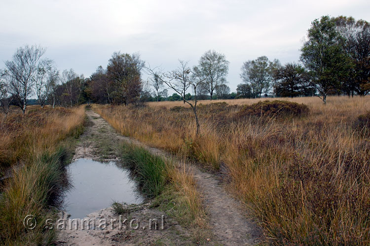 Wandelpad door een veld in Kampina in Noord-Brabant