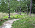 Wandelpad door het bos in Kampina