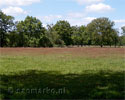 Bos en veld in Kampina in Noord-Brabant