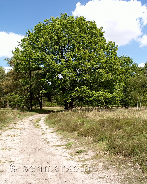 Wandelpad door de bossen van Kampina