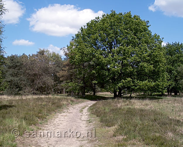 Wandelpad door de bossen van Kampina in Noord-Brabant