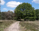 Wandelpad door de bossen van Kampina in Noord-Brabant