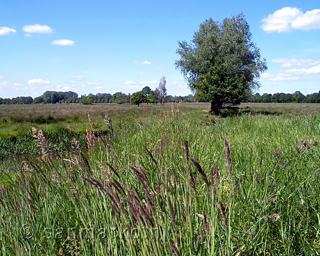 Boom in het veld in Kampina in Noord-Brabant