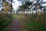 Het wandelpad aan het begin van onze wandeling door Kampina bij Boxtel