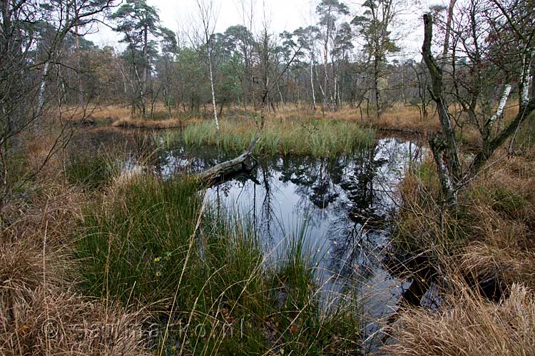 Een spontaan ontstaan ven door de hevige regenval in Kampina