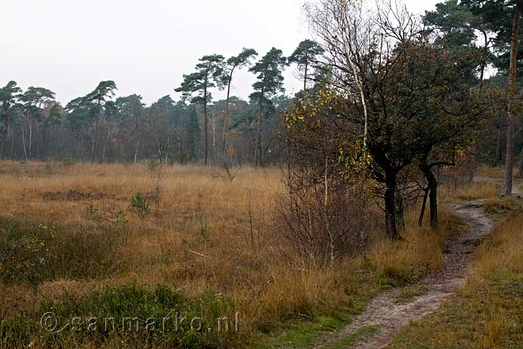 Het wandelpad tijdens onze wandeling door Kampina bij Boxtel