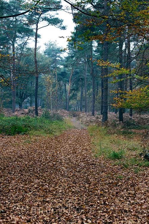 Het uitzicht vanaf het wandelpad door de bossen van Kampina