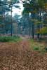 Het uitzicht vanaf het wandelpad door de bossen van Kampina