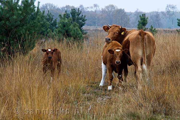Koe met jongen lopen los in de open velden van Kampina