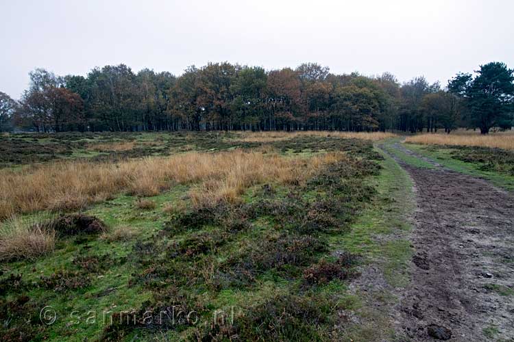 We wandelen door de open heide velden van Kampina