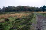 We wandelen door de open heide velden van Kampina