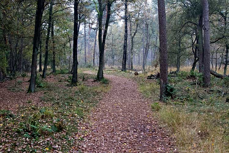 Het wandelpad door het bos van Kampina bij Boxtel