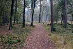 Het wandelpad door het bos van Kampina bij Boxtel
