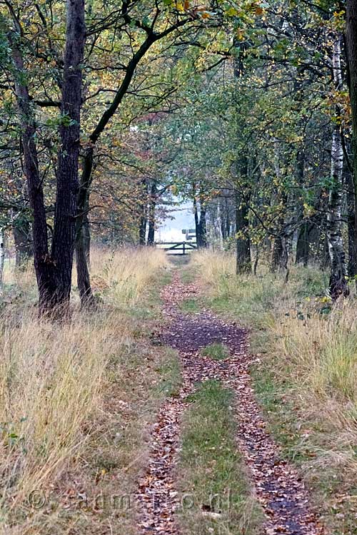 Door een leuke laan op weg naar een mooi uitzicht over Kampina