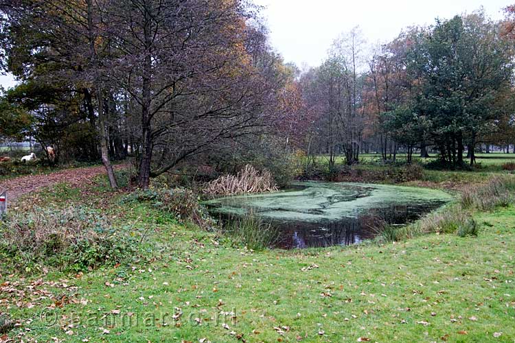 Het uitzicht over Smalbroeken in Kampina bij Boxtel