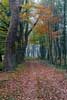 Kampina in leuke herstkleuren tijdens onze wandeling