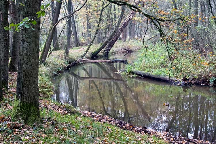 We volgen de oever van de Beerze in Kampina