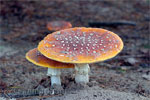 Een paddenstoel (vliegenzwam) in de Loonse en Drunense Duinen