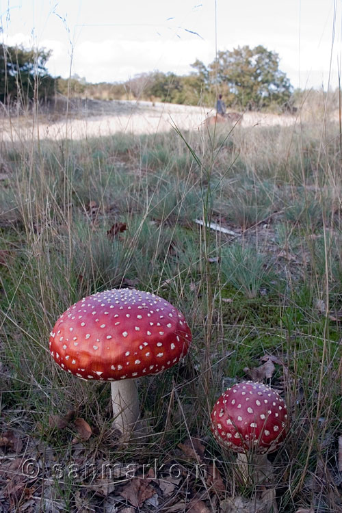 Paddenstoelen (vliegenzwam) in de Loonse en Drunense Duinen