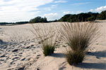 Graspollen in de Loonse en Drunense Duinen