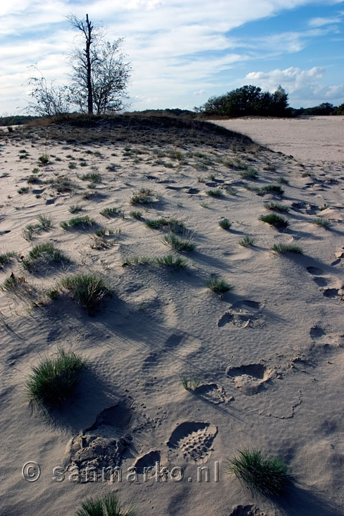 Wandelend door de Loonse en Drunense Duinen