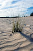 Eenzame graspol in de Loonse en Drunense Duinen