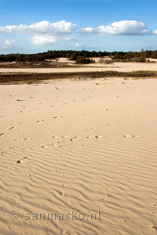 De bosrand in de verte op de Loonse en Drunense duinen