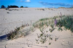 Bloeiende heide op de Loonse en Drunense duinen