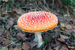 Paddenstoel (vliegenzwam) in de Loonse en Drunense Duinen