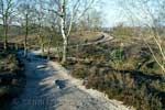 Het wandelpad door de Maasduinen bij Landgoed Hamert