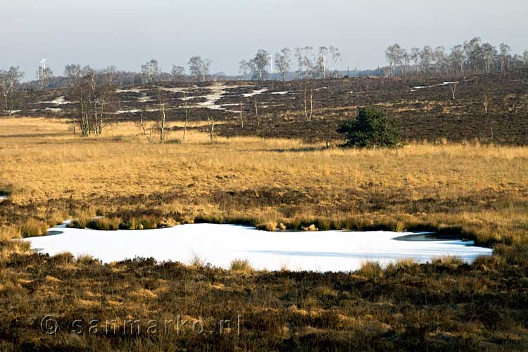 Eén van de bevroren vennen in Nationaal Park Maasduinen