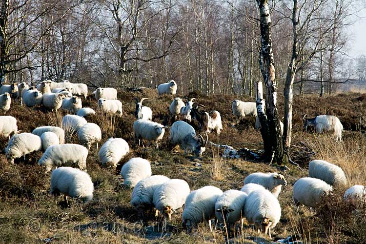 Schapen en bokken grazen in Nationaal Park Maasduinen