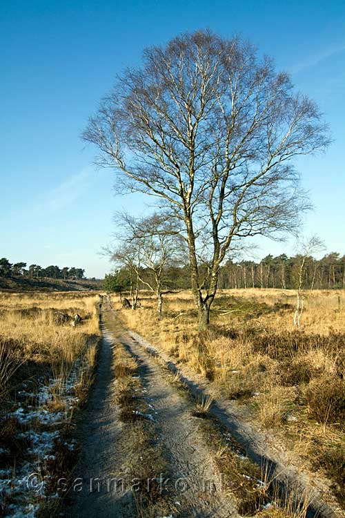 Het wandelpad over het heideveld bij landgoed Hamert