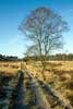 Het wandelpad over het heideveld bij landgoed Hamert