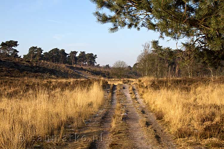 Het heide veld van de Maasduinen in de winter