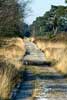 Wandelen over een koud wandelpad door de dennenbossen van Maasduinen