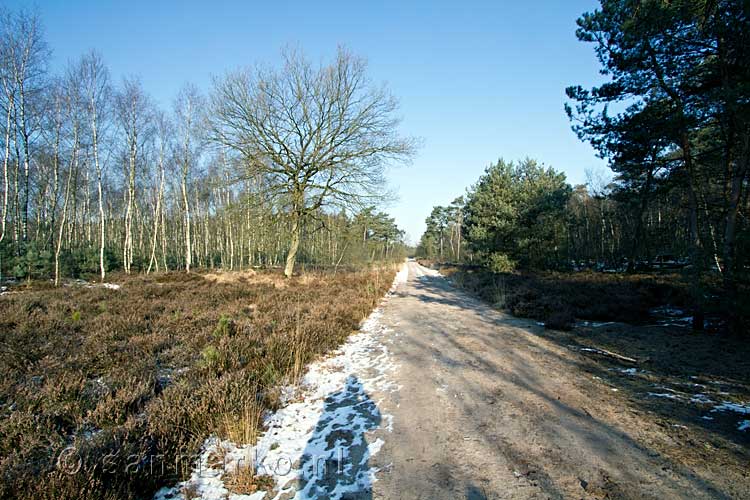 Het Nationaal Park Maasduinen tijdens onze wandeling in de winter