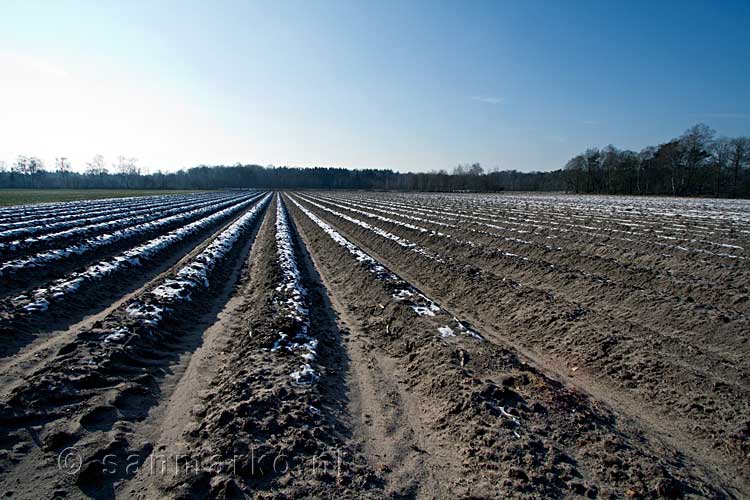 Bevroren asperge velden tijdens de wandeling door Nationaal park Maasduinen