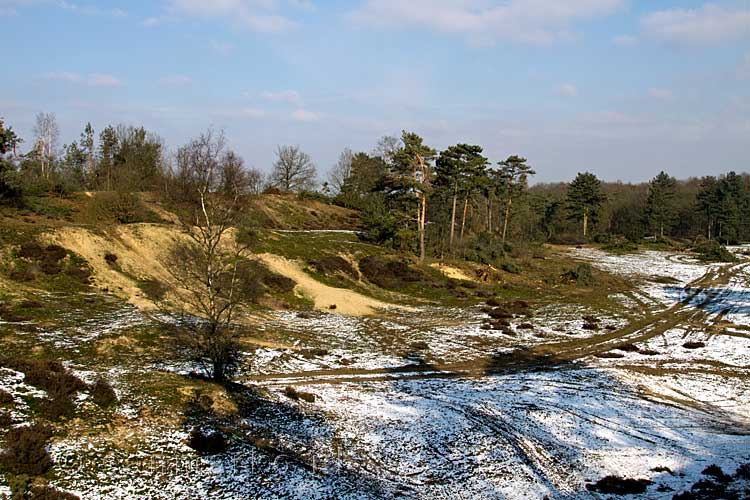 De zandverschuivingen van de Maasduinen in de winter