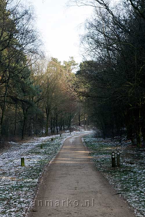 Wandelen door de dennenbossen van Nationaal Park Maasduinen