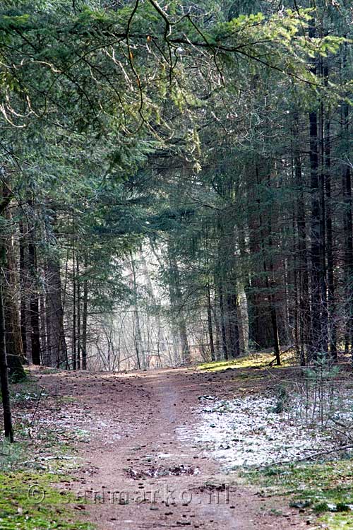 Het wandelpad in de Maasduinen bij landgoed Hamert in Limburg