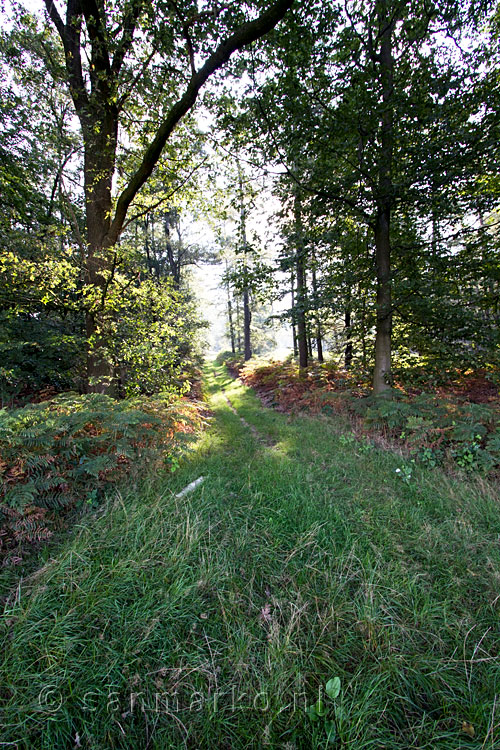 Het wandelpad door het Bergherbos bij Beek