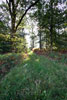 Het wandelpad door het Bergherbos bij Beek