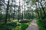 Het Bergherbos tijdens een wandeling op een mooie zaterdagochtend