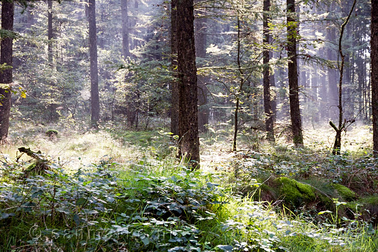 Zonnestralen op de dauw in het Bergherbos