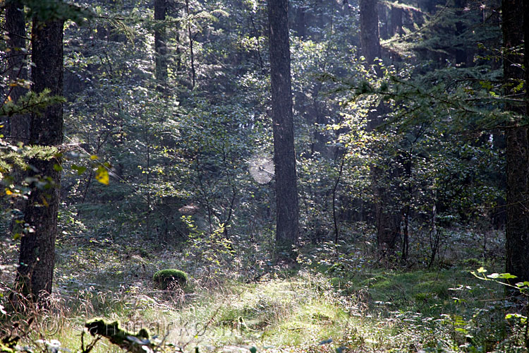 Een mooi spinnenweb tussen de bomen tijdens een wandeling in het Bergherbos